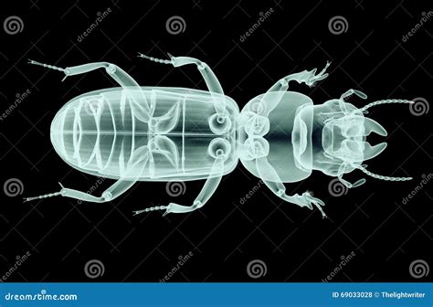 X-ray Image of an Insect