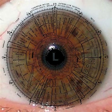 Iridology Chart Example