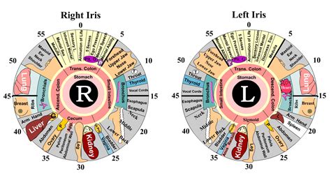 Iridology Markings