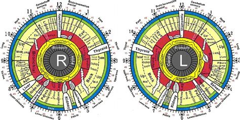 Iridology Zones