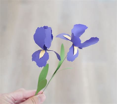 Iris flower template