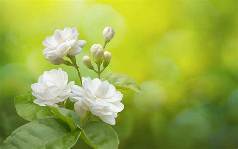 Jasmine in a beautiful garden