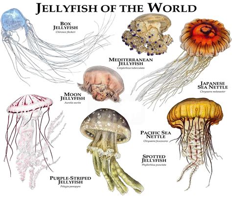 Jellyfish Poster Template