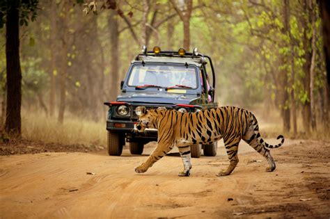 Jungle Safari Responsible Tourism