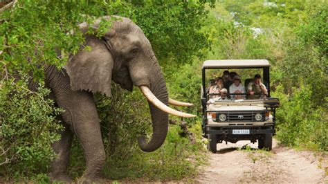 Jungle Safari Wildlife Conservation