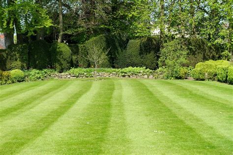 Lawn Overseeding and Fertilization