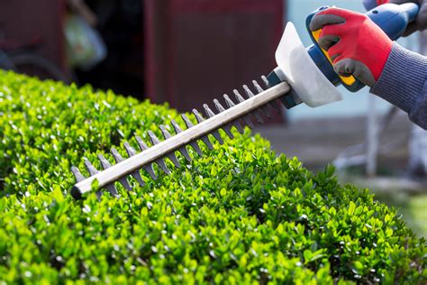 Lawn pruning