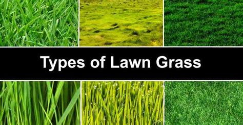 Understanding Your Lawn Type