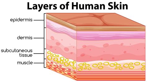 Layers of Human Skin