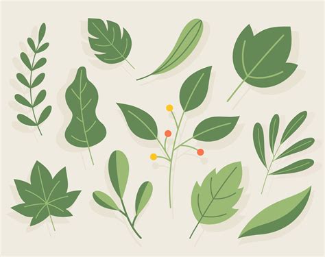 Leaf Illustrations