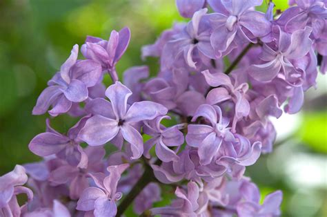 Lilac bush