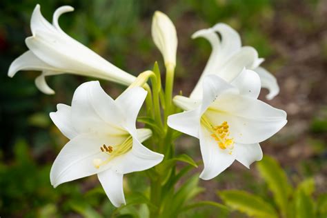 Description of lilies