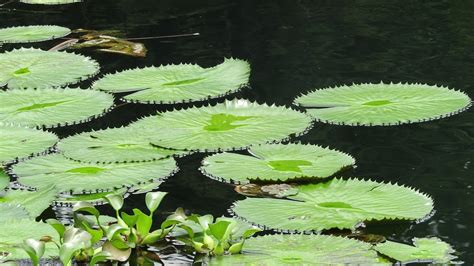 Description of Lily Pad Habitat