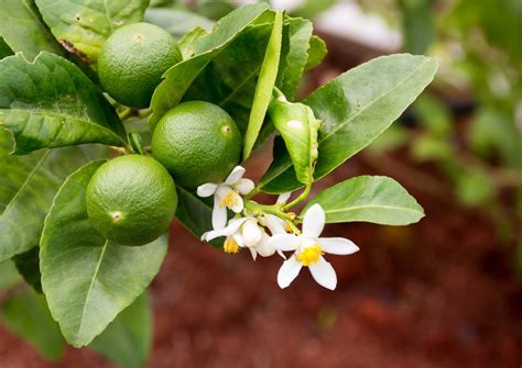 Lime Citrus Fruit