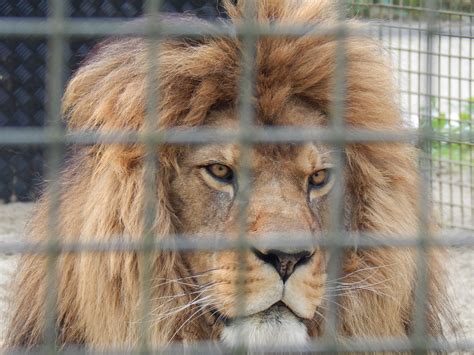 Lions in their zoo enclosure