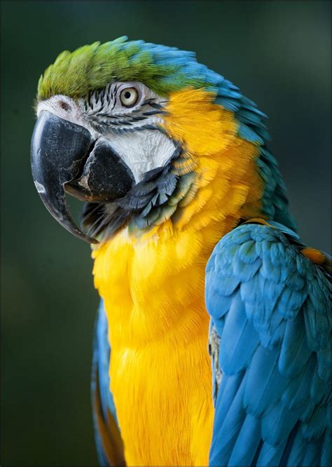 macaws