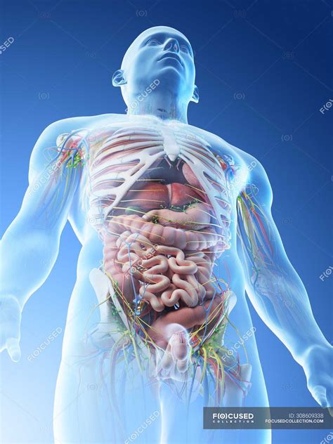 Male Body Anatomy Diagram