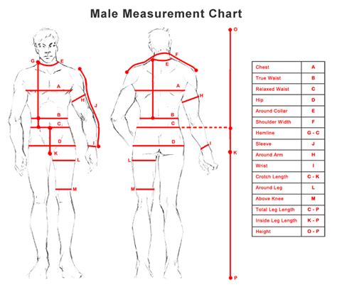 Male Body Proportions Template