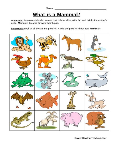 Mammal worksheets