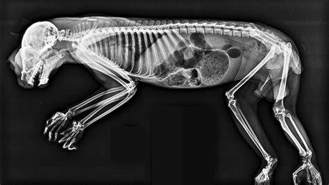 X-ray Image of a Mammal