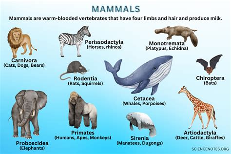 Mammals introduction