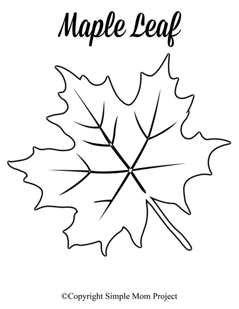 Maple Leaf Template Designs