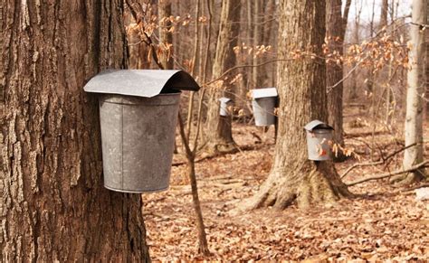 Sustainable Maple Syrup Farming Practices