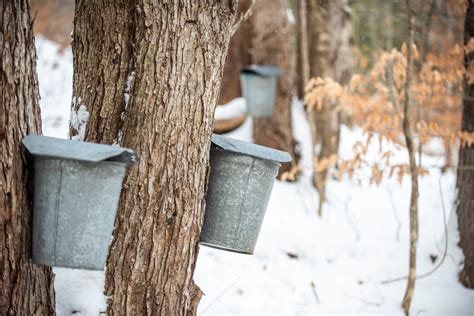 Maple Syrup Tapping Process