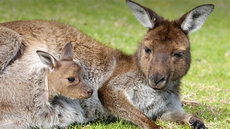 Marsupial mammals