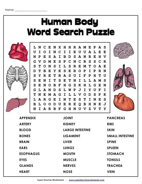 Medical word search for anatomy