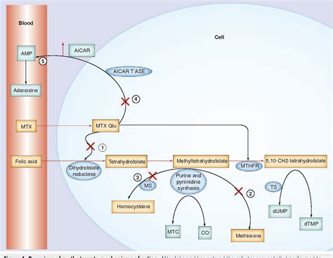 Methotrexate future directions