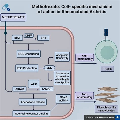 Methotrexate mechanism of action