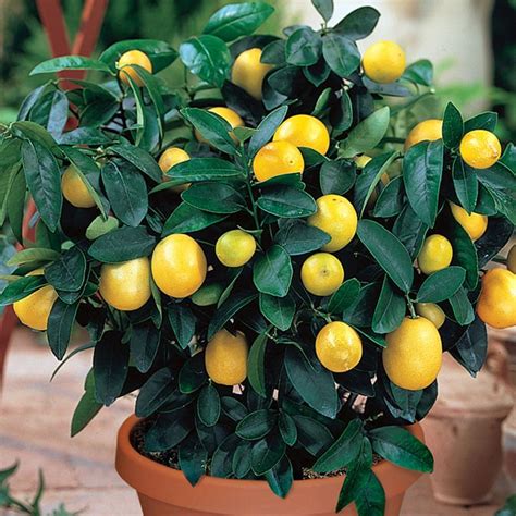 Meyer Lemon Citrus Fruit