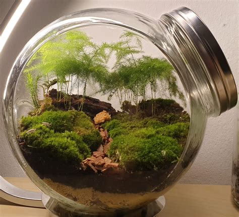 Miniature Forest Terrarium