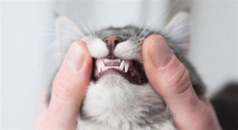 Monitoring feline dental health