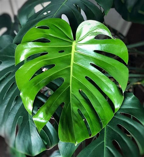 Monstera Leaf Template