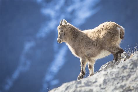 Mountain mammals