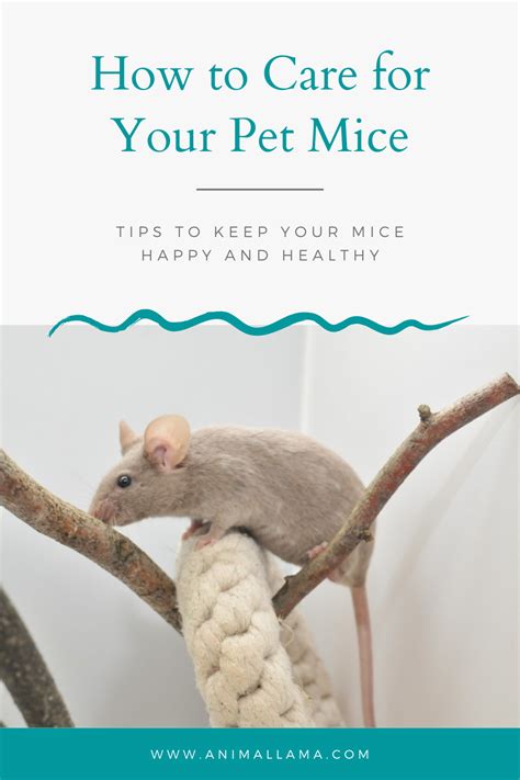 Mouse Care Tips