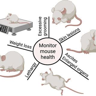 Mouse Health