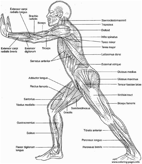 Muscular System Coloring Pages