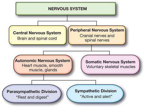 Nervous System