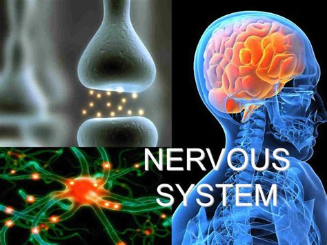 Nervous System Disorders