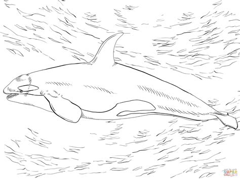 Orca Whale Coloring Page