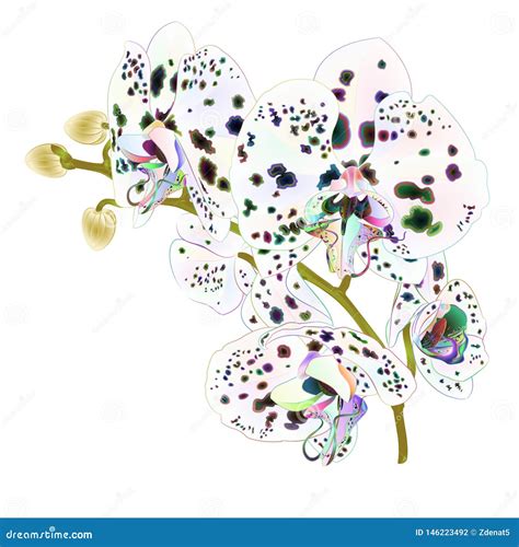 Description of Orchid Dot Artwork