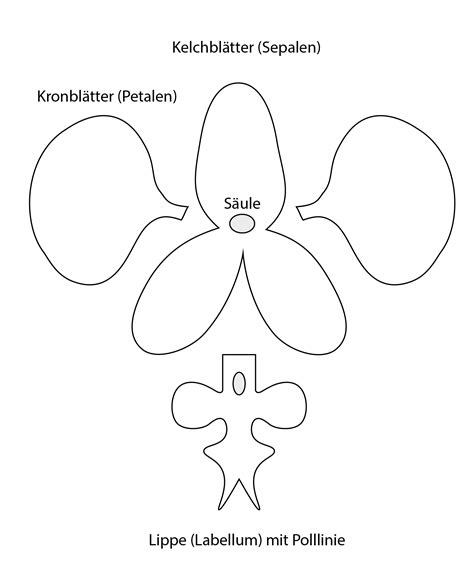 Orchid Template Description