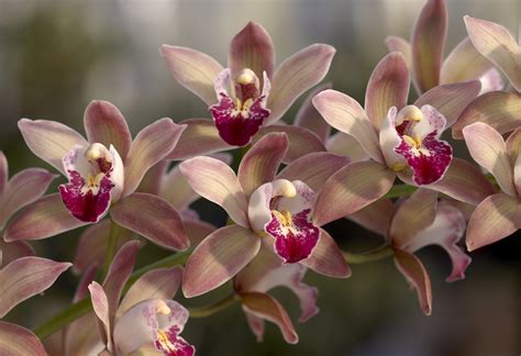 Description of orchid