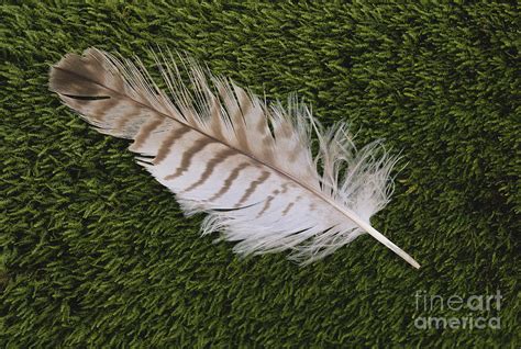 Owl Feather