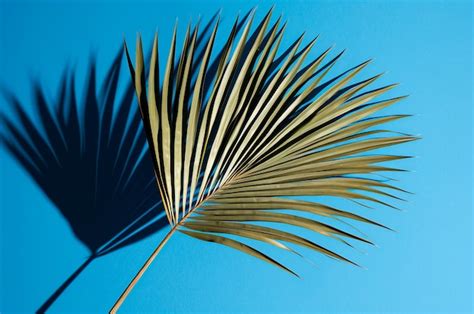 Palm Leaf Inspiration