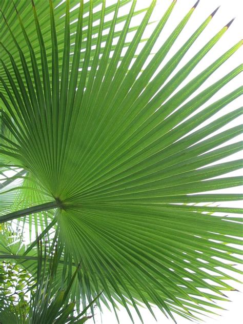 Palm Tree Leaves Examples