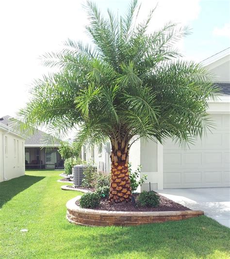 Palm Tree Leaves Ideas Inspiration